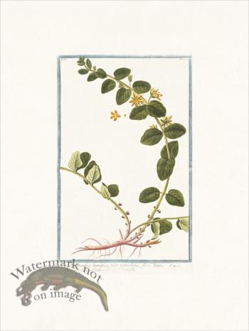 Bonelli 144 Loosestrife